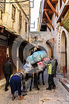 Donkey in Medina of Fez in Morocco